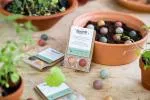 Blossombs Seed Bombs - Tiny gift (2 pcs) - cadeau original et pratique à la fois