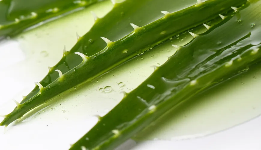 Comment transformer l'aloe vera et profiter de ses bienfaits naturels