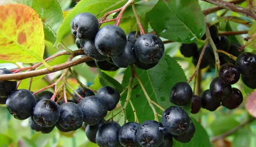 Quand l'aronia peut-elle causer des effets indésirables sur la santé ?