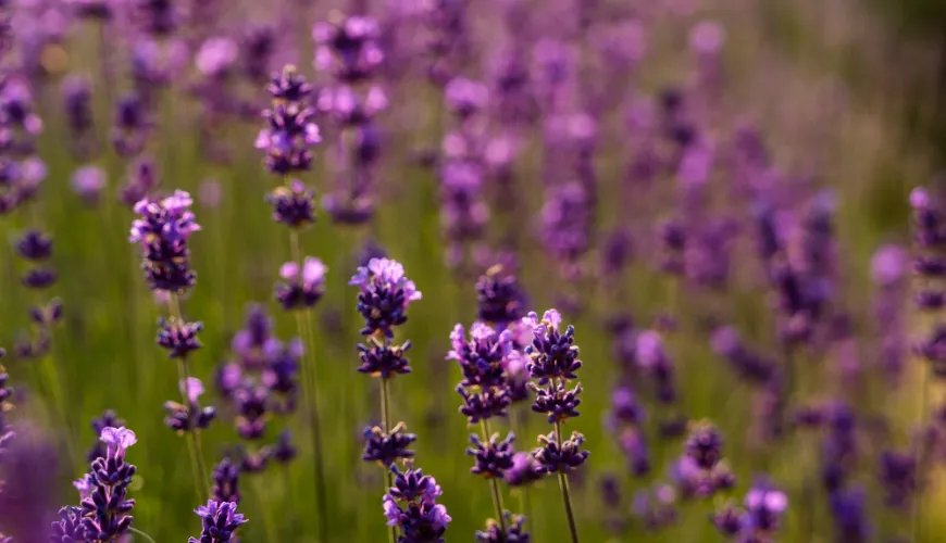 Des cheveux sains et forts grâce aux herbes naturelles