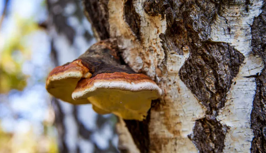 Chaga offre une protection naturelle contre le stress et le vieillissement