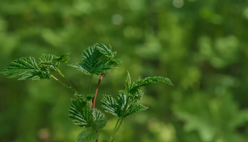 Comment l'ortie apporte santé et beauté naturelles