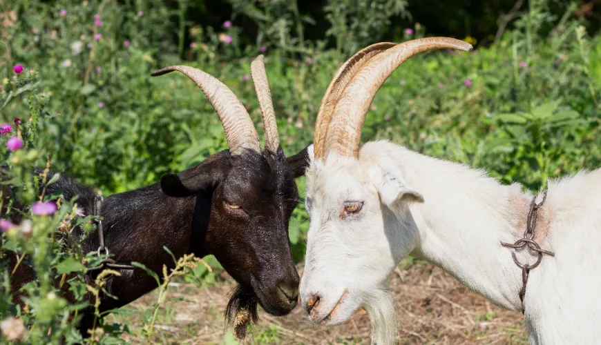 Le colostrum de chèvre est la clé d'une immunité forte et de la vitalité.