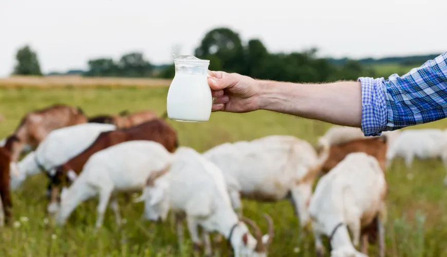 Comment le colostrum renforce la santé et améliore le système immunitaire