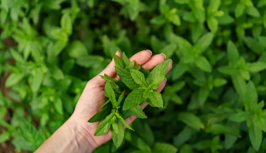 La menthe n'est pas toujours sûre. Faites attention à ses effets secondaires.