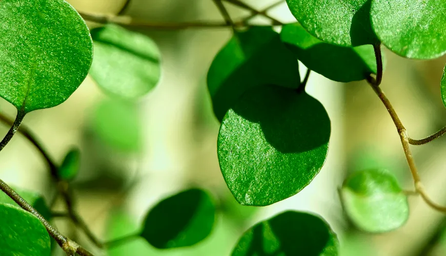 Pourquoi vous devriez inclure la moringa dans votre alimentation