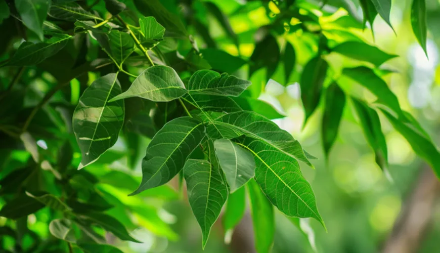 Le secret du neem dans la médecine traditionnelle et le monde moderne