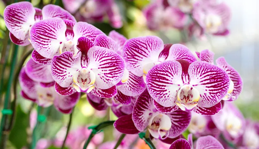 # Comment et quand rempoter correctement les orchidées

Les orchidées sont des plantes magnifiques q