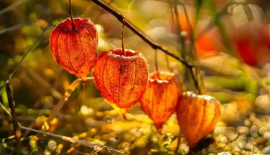 Le physalis est un fruit qui surprend par son goût et ses effets.