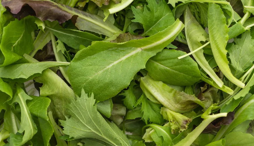 La roquette comme super-aliment pour votre vie saine