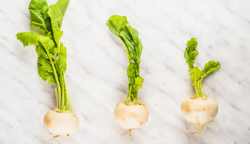 Comment préparer une purée de navet, une soupe et d'autres plats savoureux