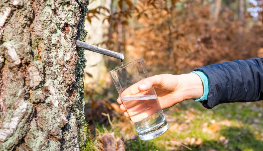 Eau de bouleau - élixir naturel plein de santé et de vitalité