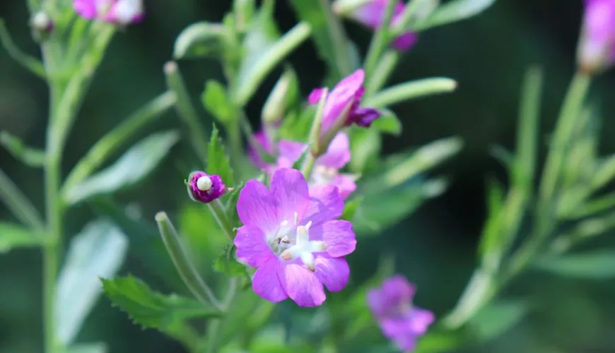 Soutenez votre santé grâce à l'épilobe à petites fleurs