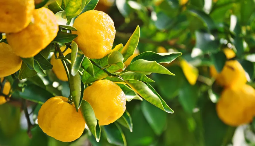 Le miracle naturel du yuzu et ses bienfaits pour la santé